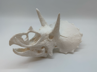 3D Triceratops Schedel